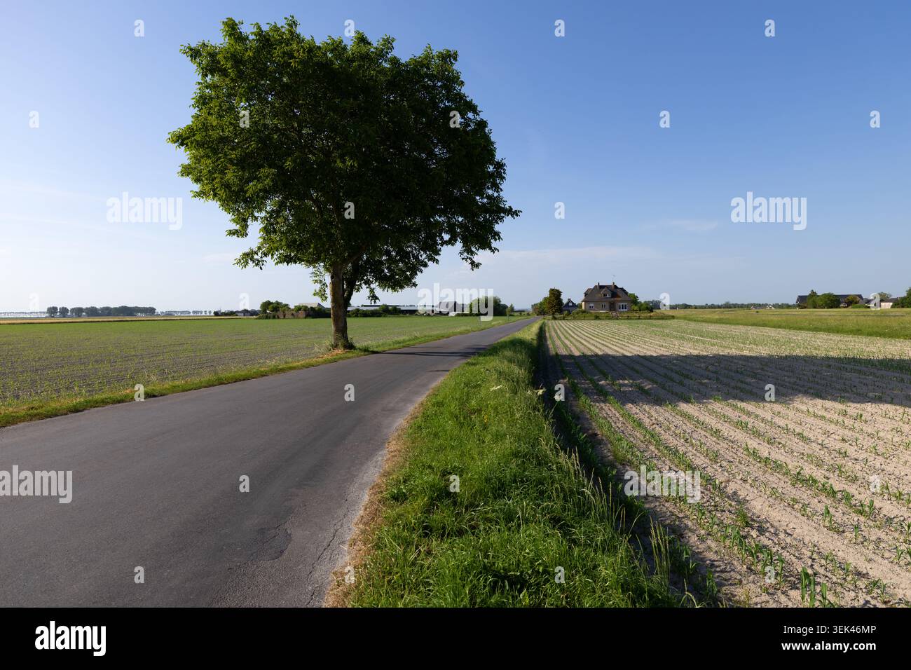 Strada rurale e campi coltivati vicino Beauvoir, Normandia, Francia. Foto Stock