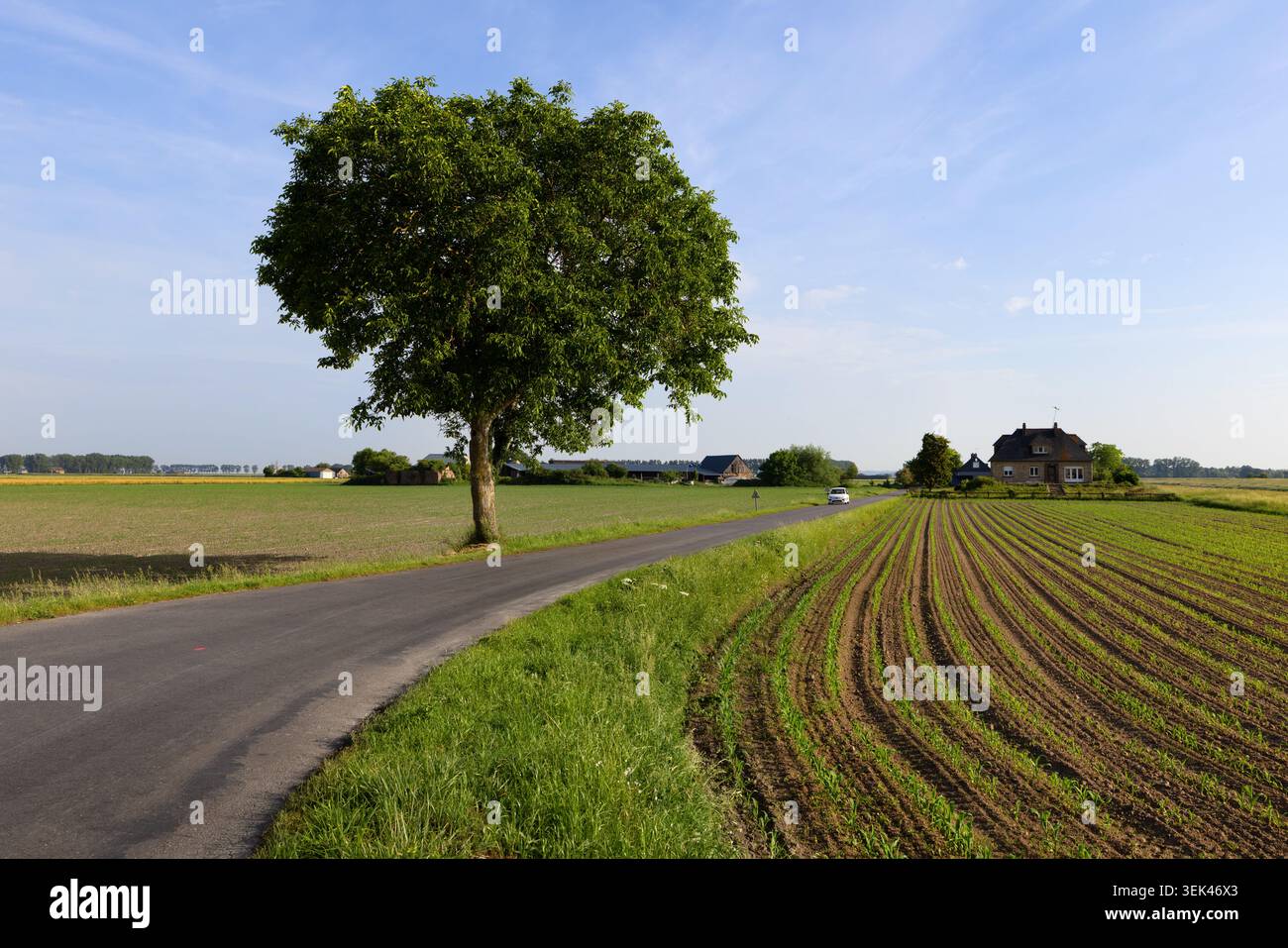 Strada rurale e campi coltivati vicino Beauvoir, Normandia, Francia. Foto Stock
