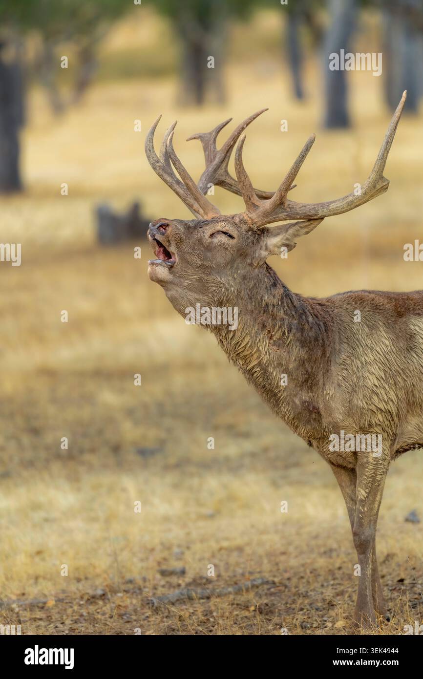 Primo piano medio dettagliato di una testa di cervo rosso con imponenti corna, ruggenti con intensità e occhi chiusi durante il picco del rutting autunnale Foto Stock