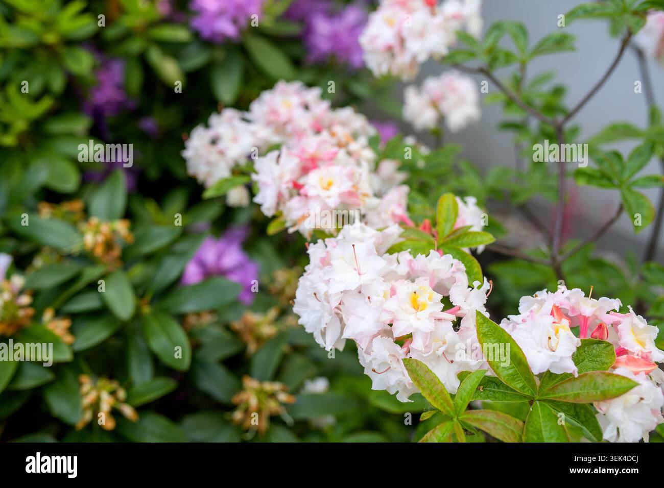 Fiori di rododendro azalea rosa e bianca in fiore nel giardino primaverile Foto Stock