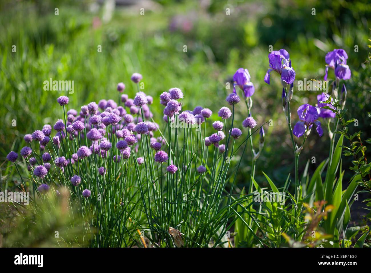 Allievi di erba cipollina che fioriscono da Iris barbuti nel giardino primaverile su aiuole. Fiori viola con foglie commestibili Foto Stock