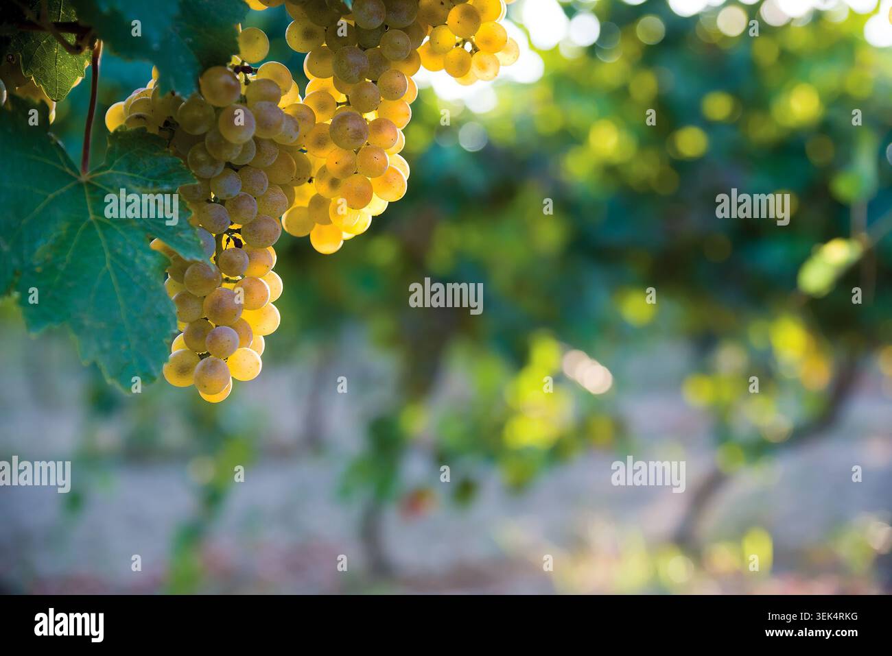 Primo piano di uve bianche mature appese su una vite in un vigneto sotto la luce solare estiva e calda con un morbido sfondo bokeh Foto Stock