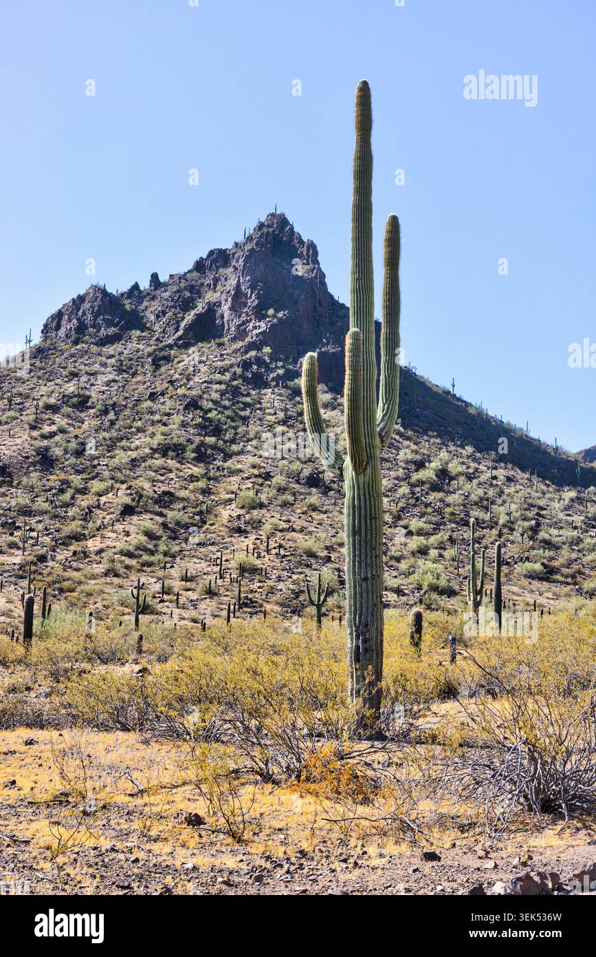 Picacho Peak State Park, Arizona USA Foto Stock