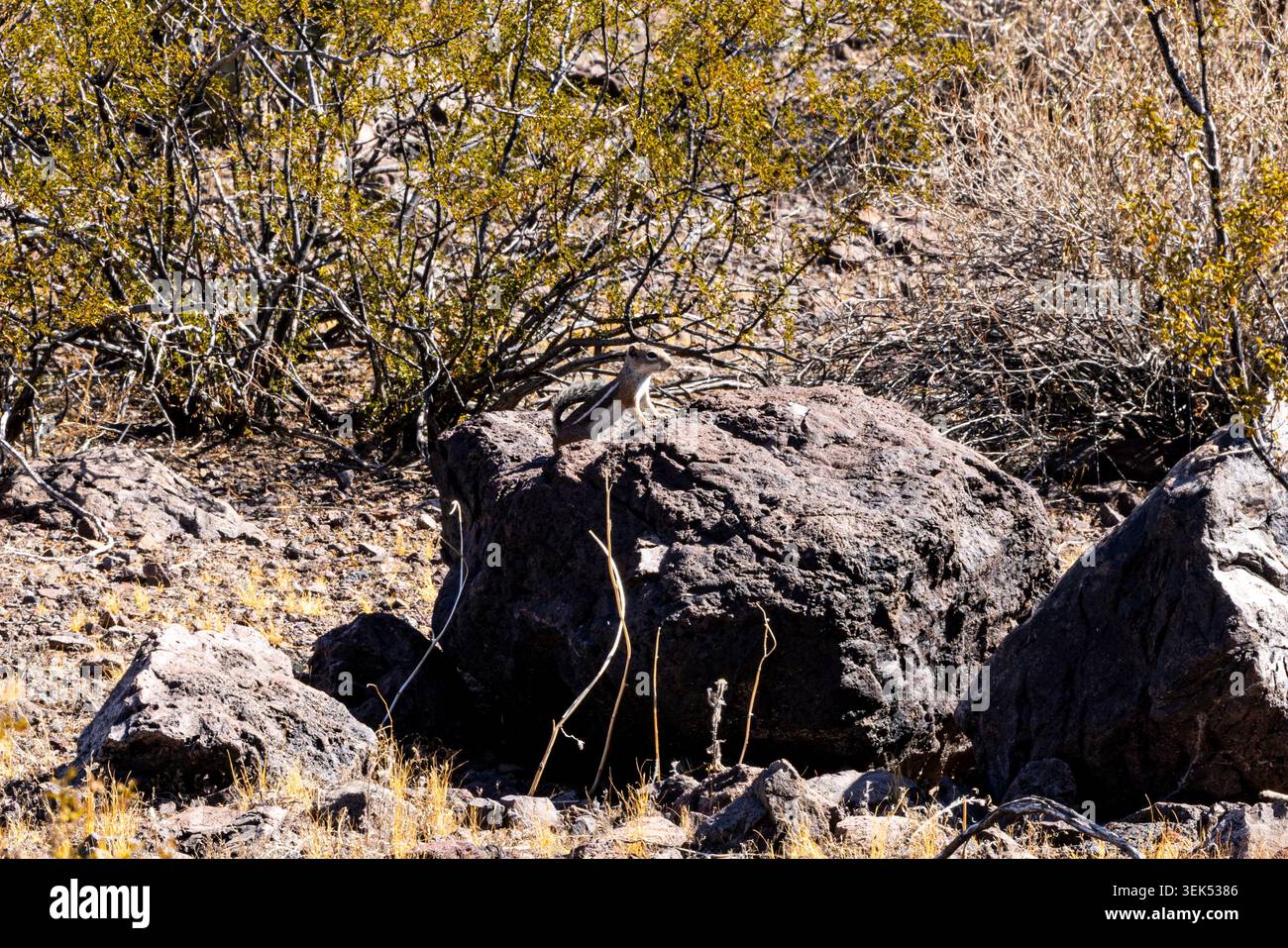 Scoiattolo striado su una roccia Foto Stock