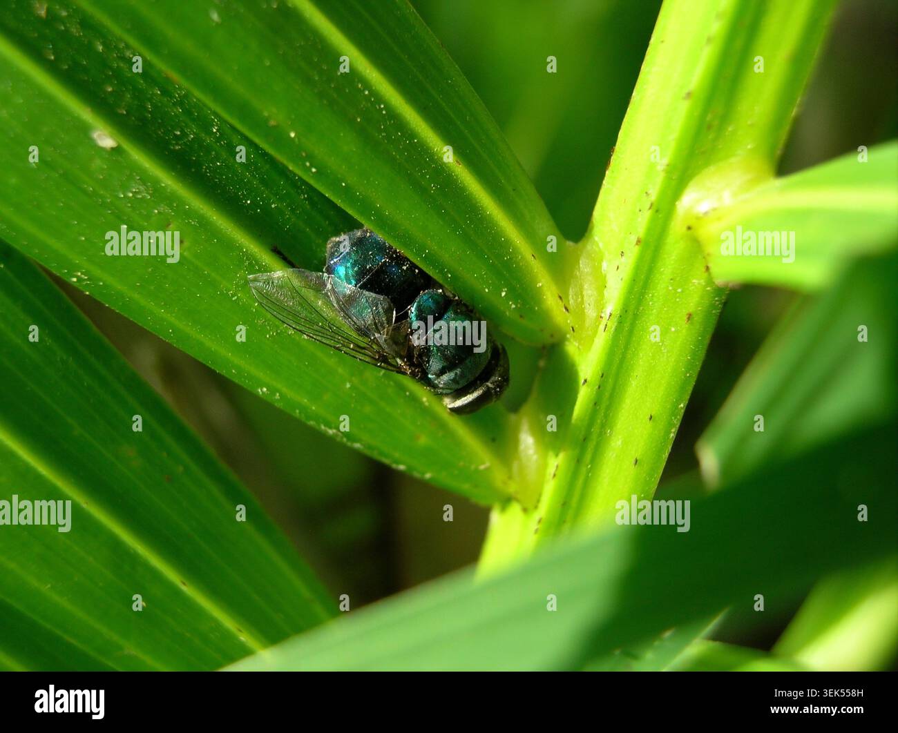 Vista macro di una mosca metallica blu brillante e iridescente che poggia su una superficie a foglia verde brillante sotto la luce diretta del sole. Foto Stock