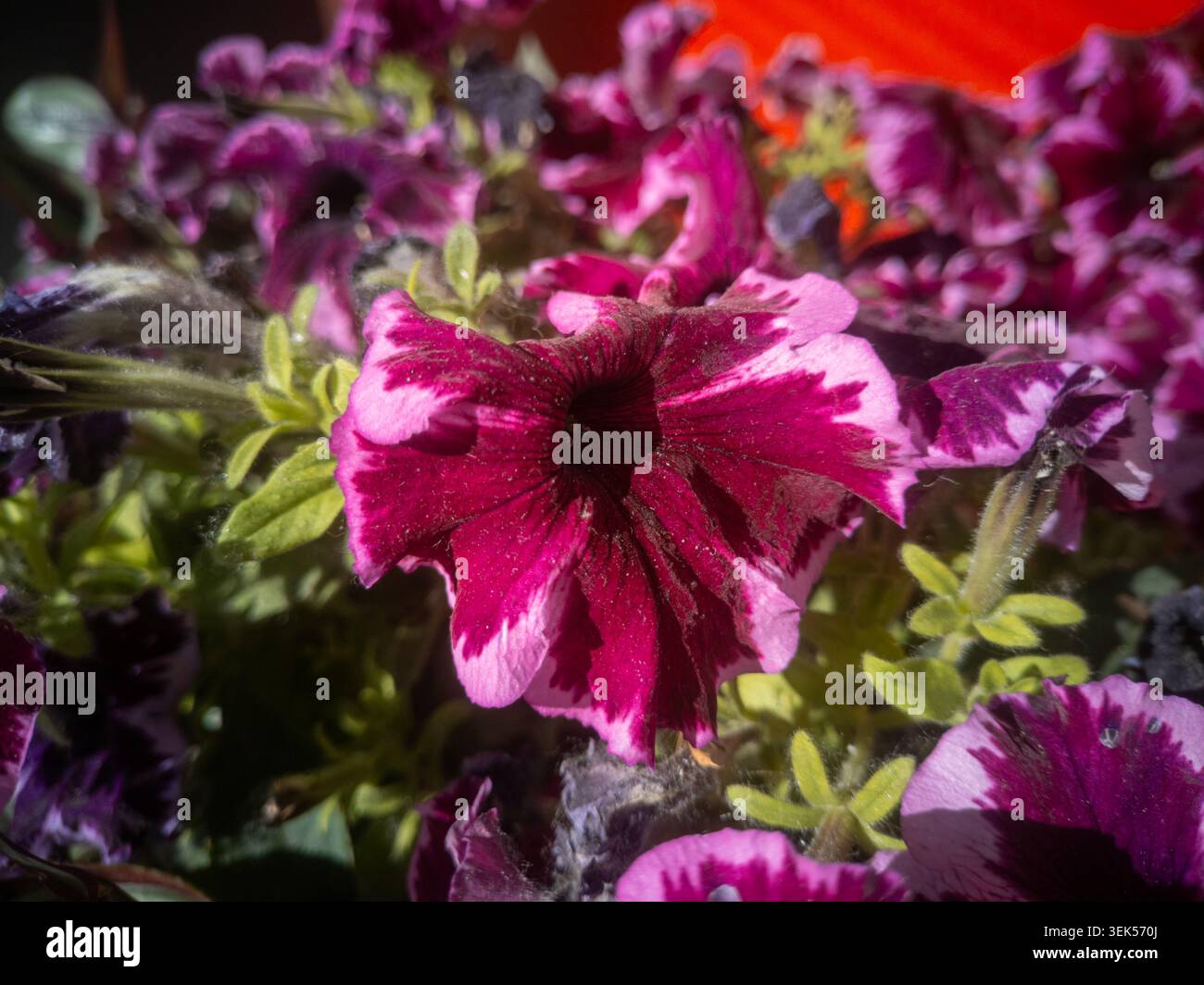 Vista ravvicinata di splendidi fiori rosa bicolor e petunia viola che fioriscono in un giardino soleggiato. Foto Stock