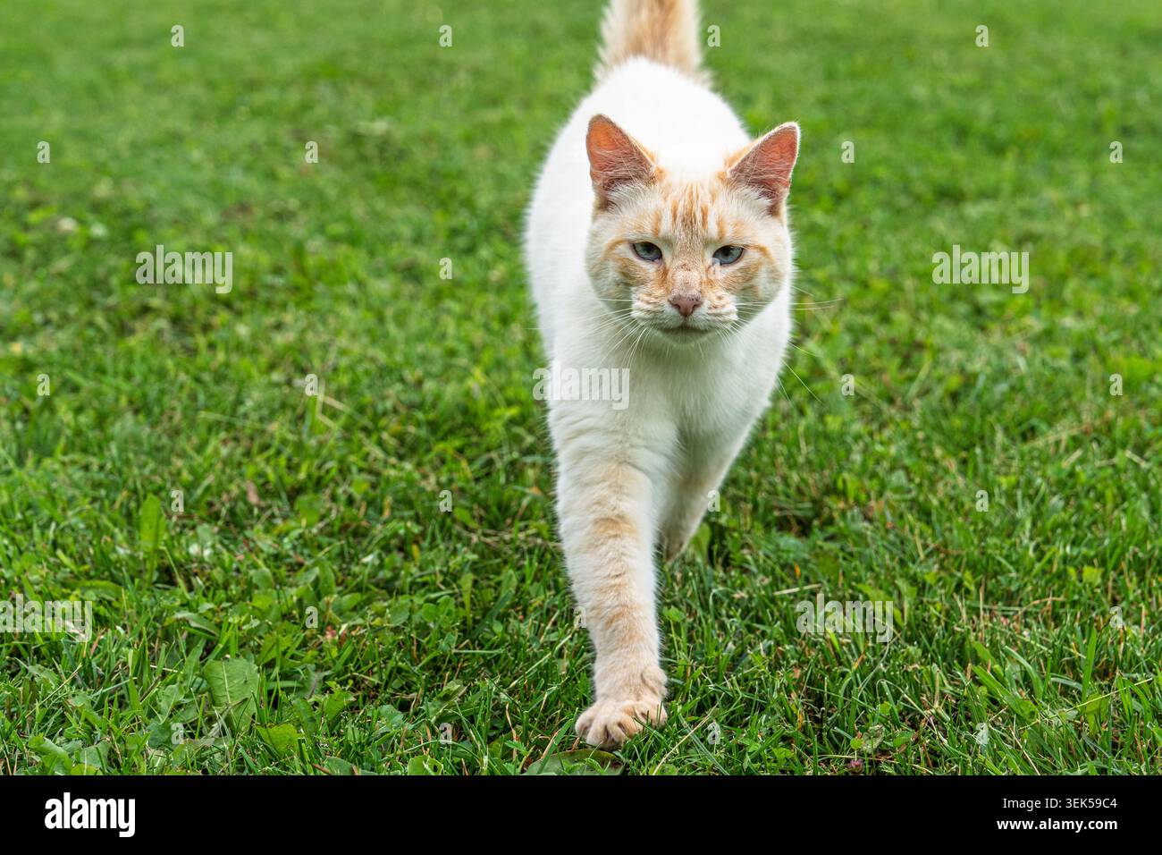 Gatto siamese di Flame Point che cammina su un prato verde in estate, animale domestico che esplora il Foto Stock