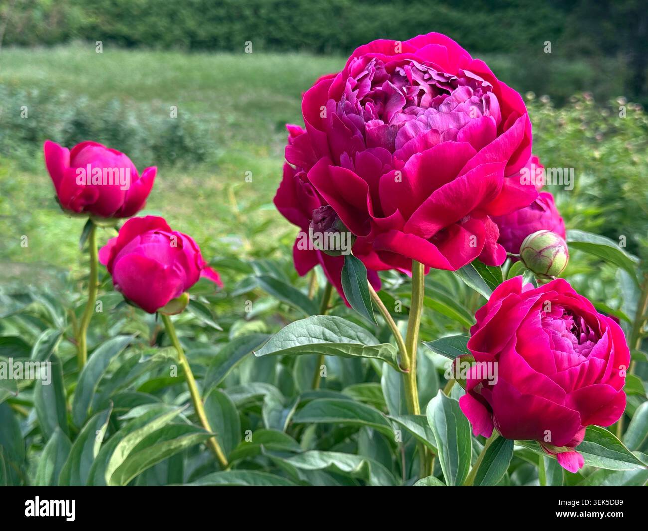 Peonie rosa acceso in giardino Foto Stock