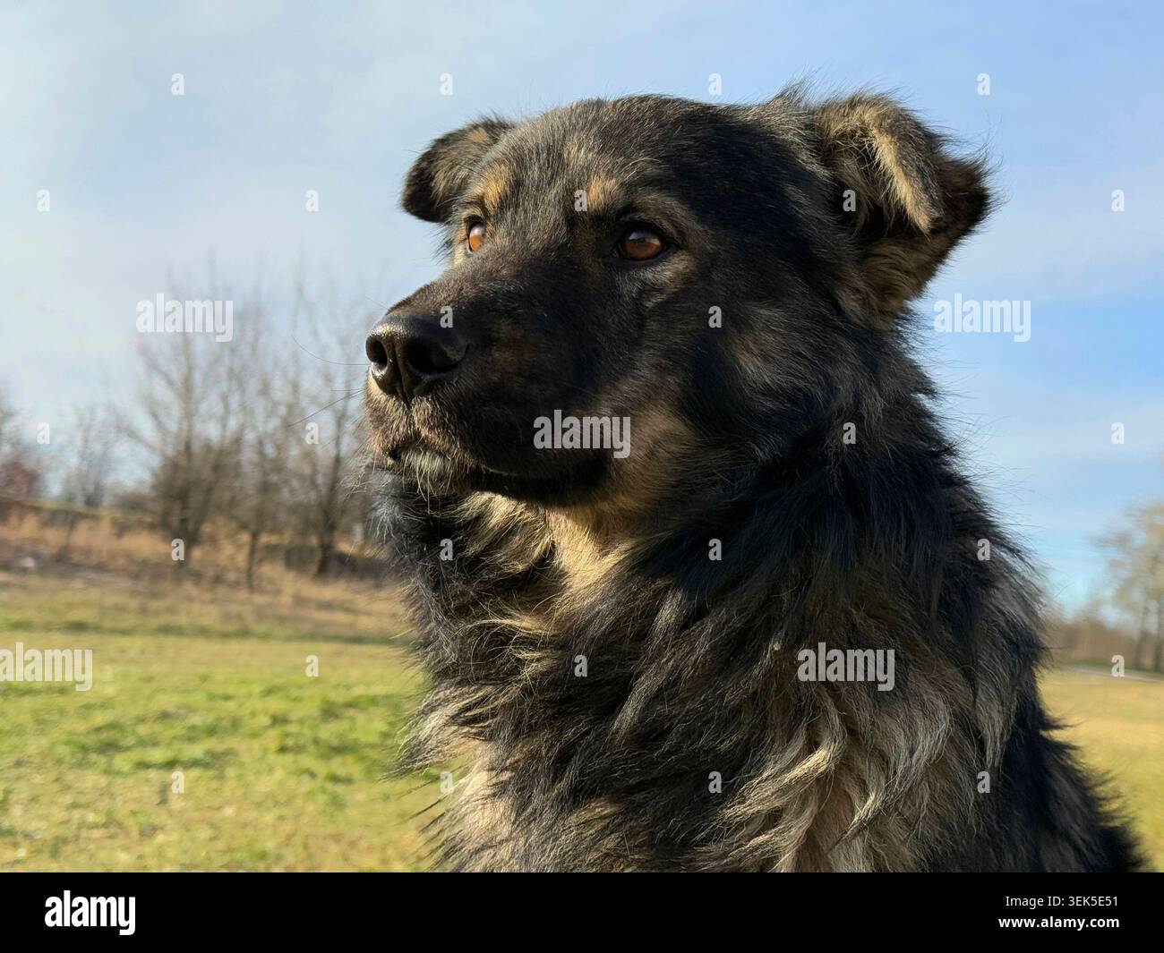 Simpatico cane meticcio che guarda lontano Foto Stock