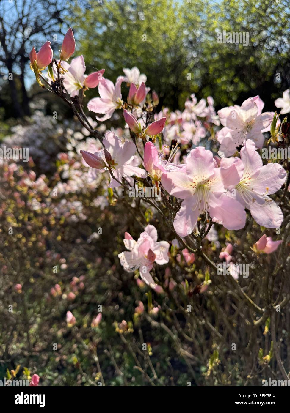 Rhododendron schlippenbachii Royal Azalea fiori delicati rosa-bianchi Foto Stock