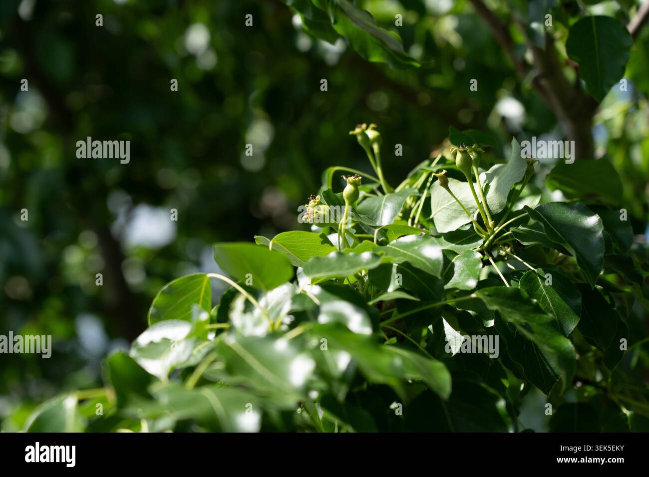 Foglie di verde rigoglioso su uno sfondo morbido che mette in risalto la bellezza e la vivacità della natura Foto Stock