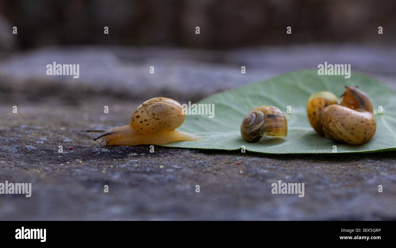 Lumache da giardino su foglia verde con fiori selvatici. Scena naturale della fauna che illustra la biodiversità, l'ecologia, la crescita e la vita nell'ecosistema del giardino. Foto Stock