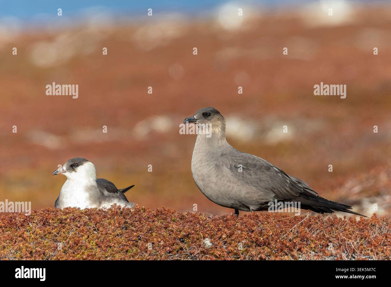 Skuas artico chiaro e scuro su terreni di allevamento in Norvegia, che illustrano la sorprendente variazione del piumaggio di questo uccello marino artico. Foto Stock