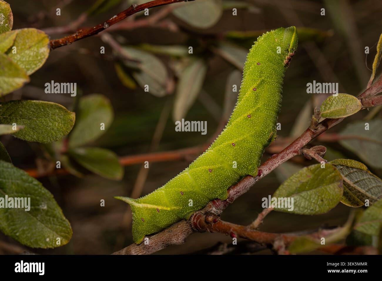 il bruco di falena dagli occhi sulla vegetazione del campo nel Regno Unito. Foto Stock