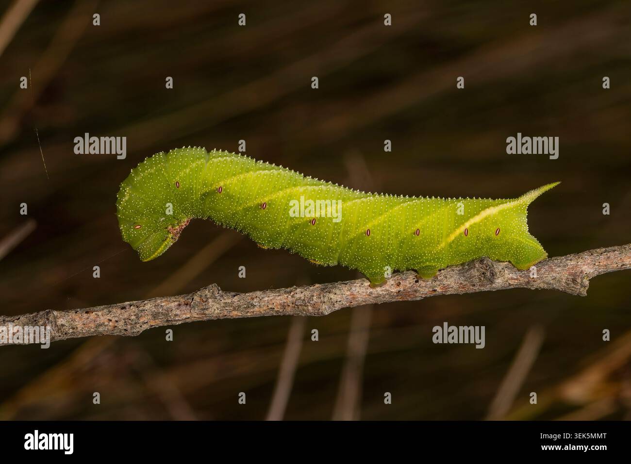 il bruco di falena dagli occhi sulla vegetazione del campo nel Regno Unito. Foto Stock