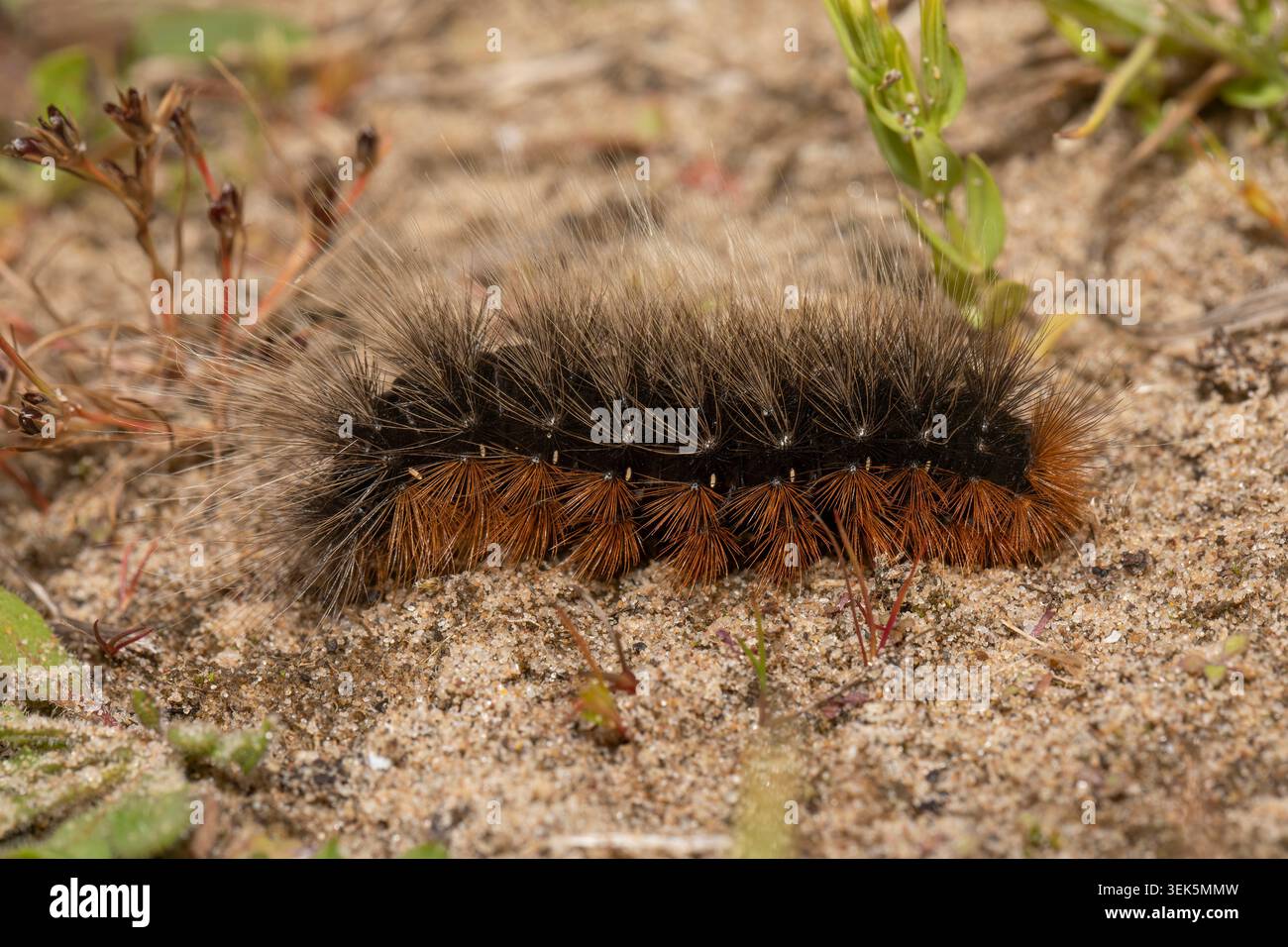 Garden Tiger caterpillar attraversa l'habitat di spiagge sabbiose nel Regno Unito. Foto Stock