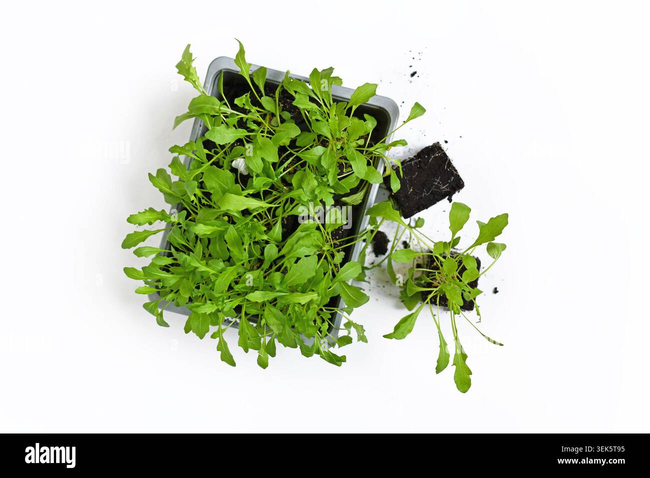 Vista dall'alto delle piccole piantine di rucola che crescono in blocchi di terreno quadrati con vassoio di piante giovani Foto Stock