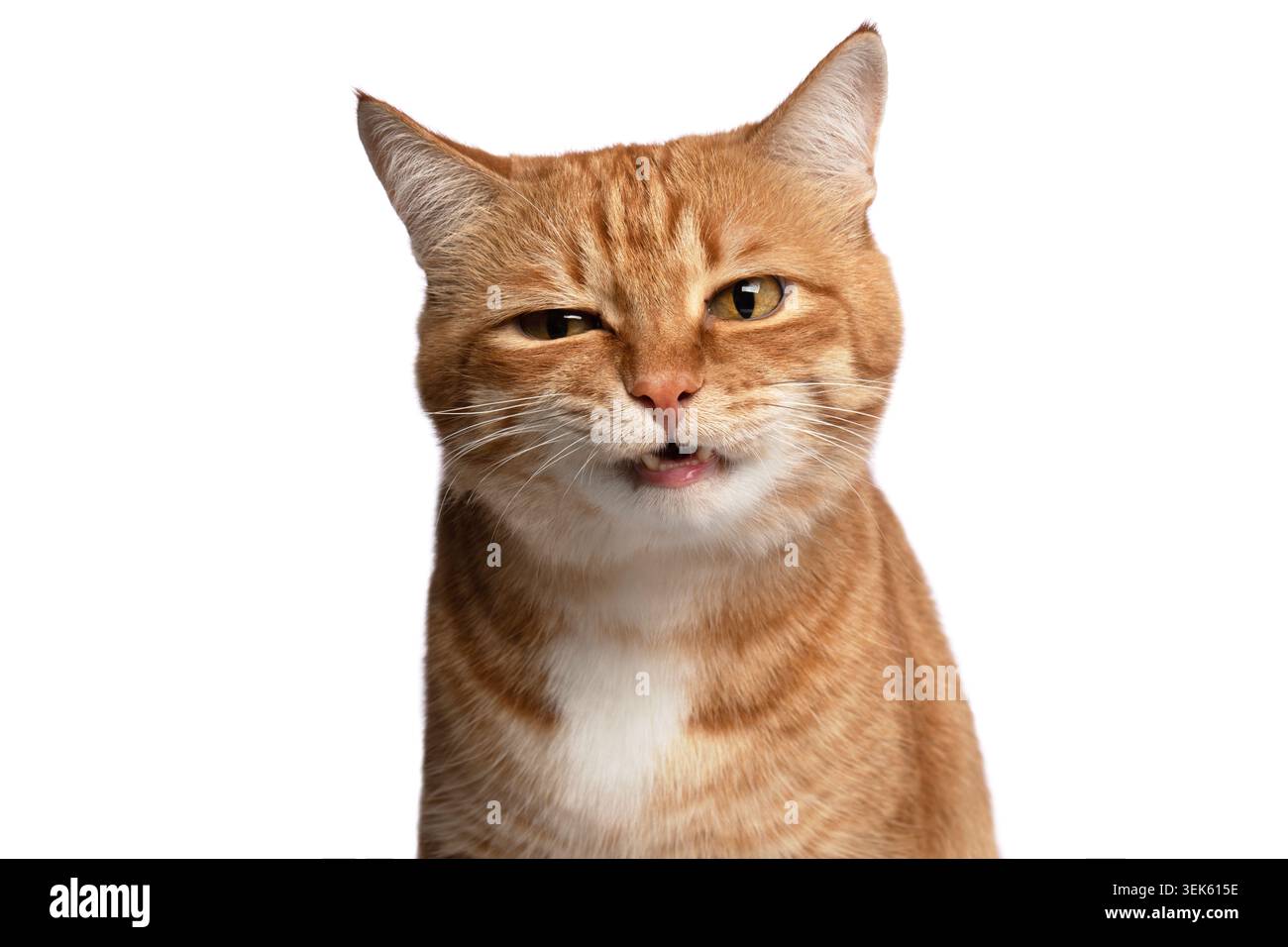 Gatto da tabby allo zenzero con occhi bianchi sul petto e espressione del contenuto su sfondo bianco nel ritratto in studio Foto Stock