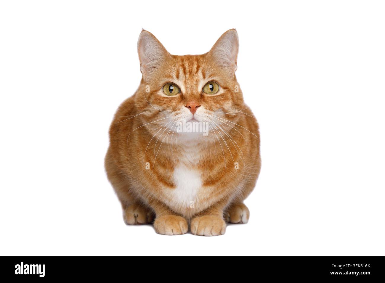 Gatto calmo allo zenzero con petto bianco seduto in posizione verticale e rivolto verso la fotocamera con un'espressione rilassata su sfondo bianco Foto Stock