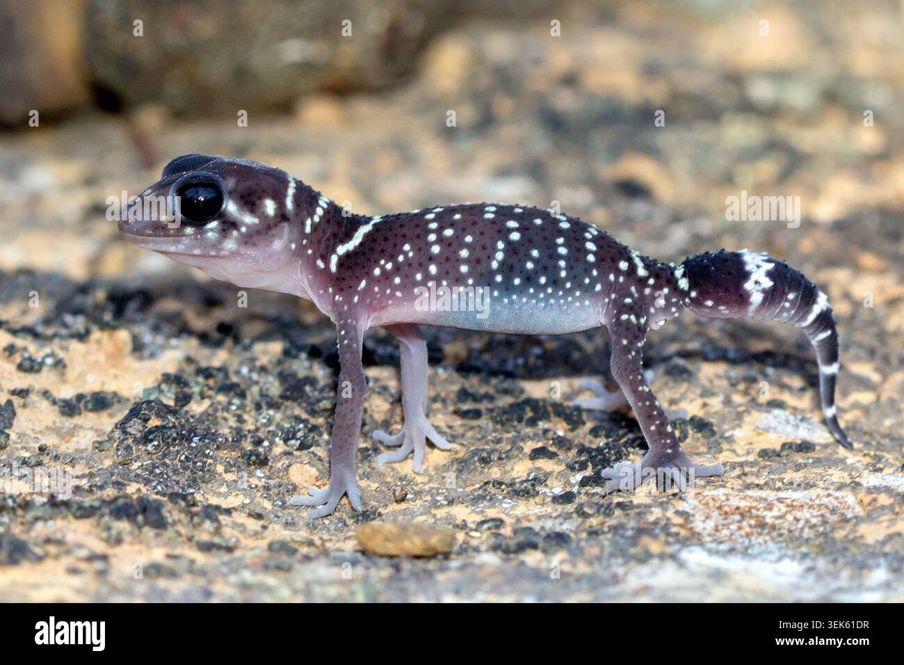 Barking Gecko dalla coda spessa (Underwoodisaurus milii) su un terreno roccioso di notte, Inglewood, Victoria, Australia. Foto Stock