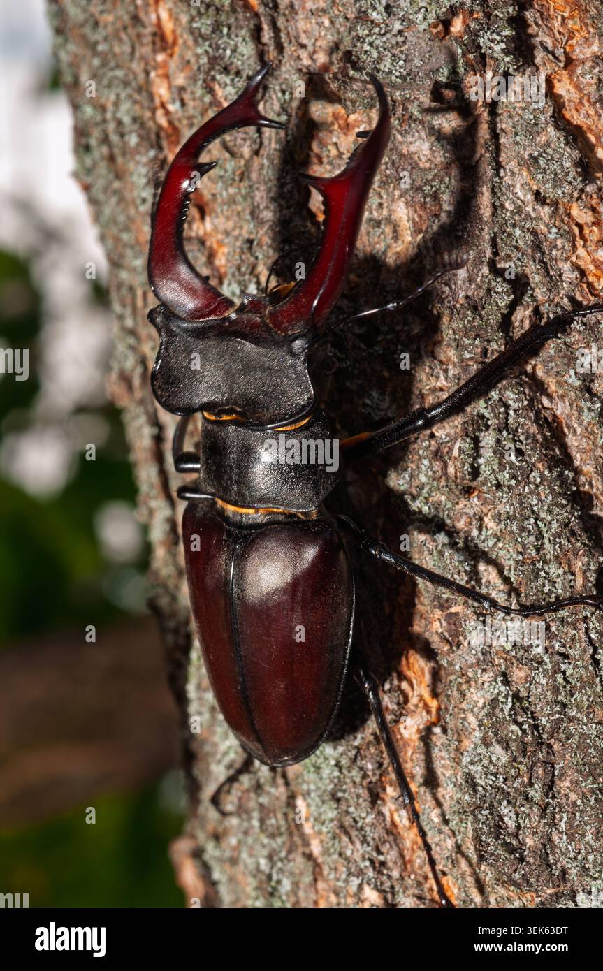 Una vista ravvicinata di uno scarabeo da cervo maschile che mostra le sue imponenti mandibole dalla punta rossa e il corpo scuro e segmentato mentre si appoggia su un tronco di albero testurizzato Foto Stock