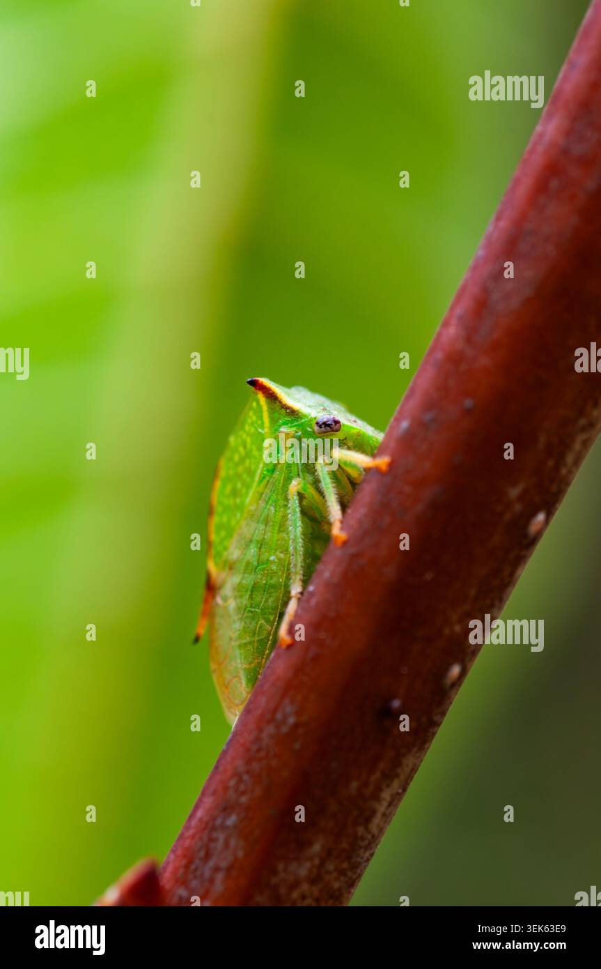 Insetto verde brillante con sporgenza simile a un corno su un ramo marrone Foto Stock
