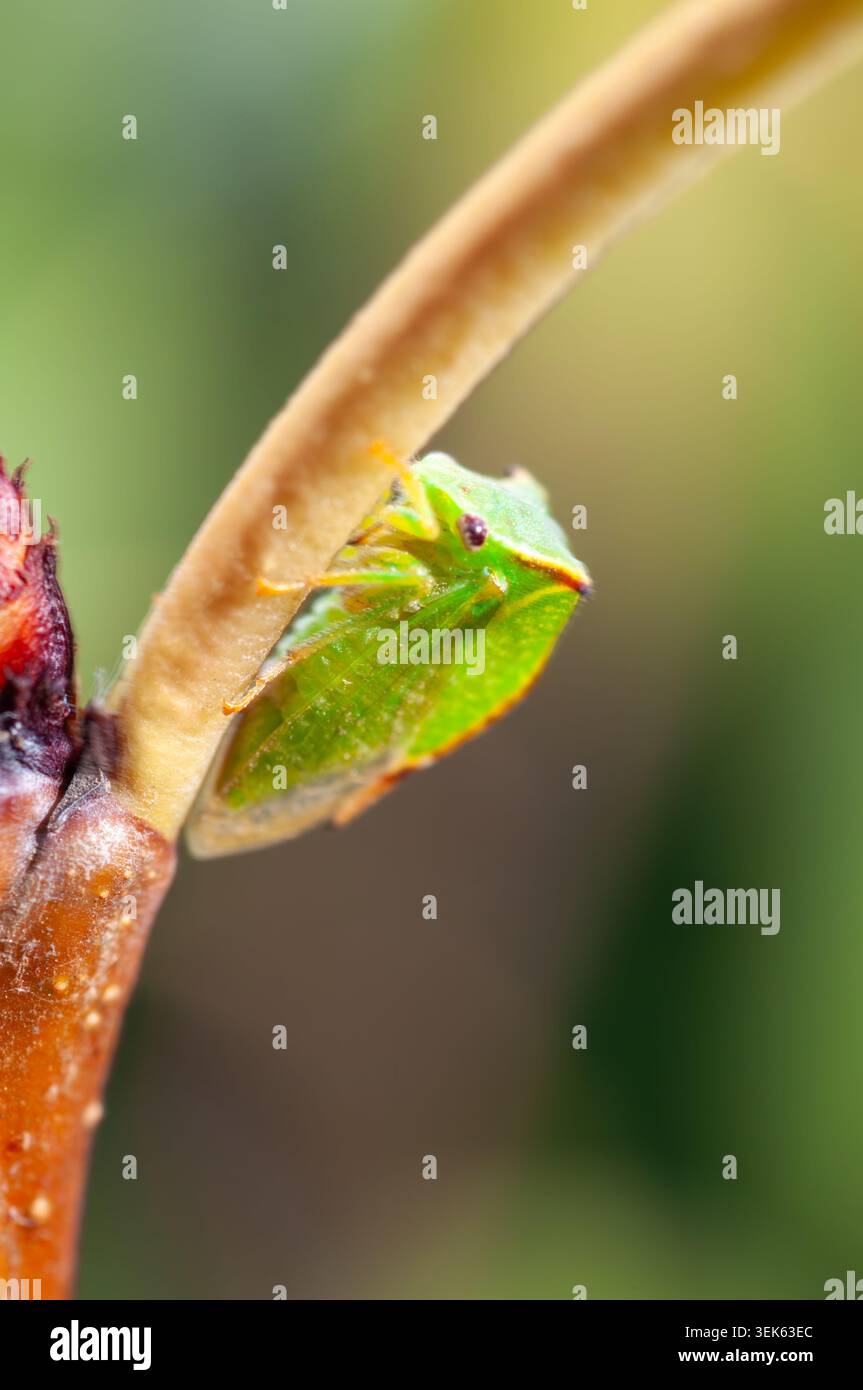 Insetto verde brillante con testa triangolare che poggia su un ramo Foto Stock