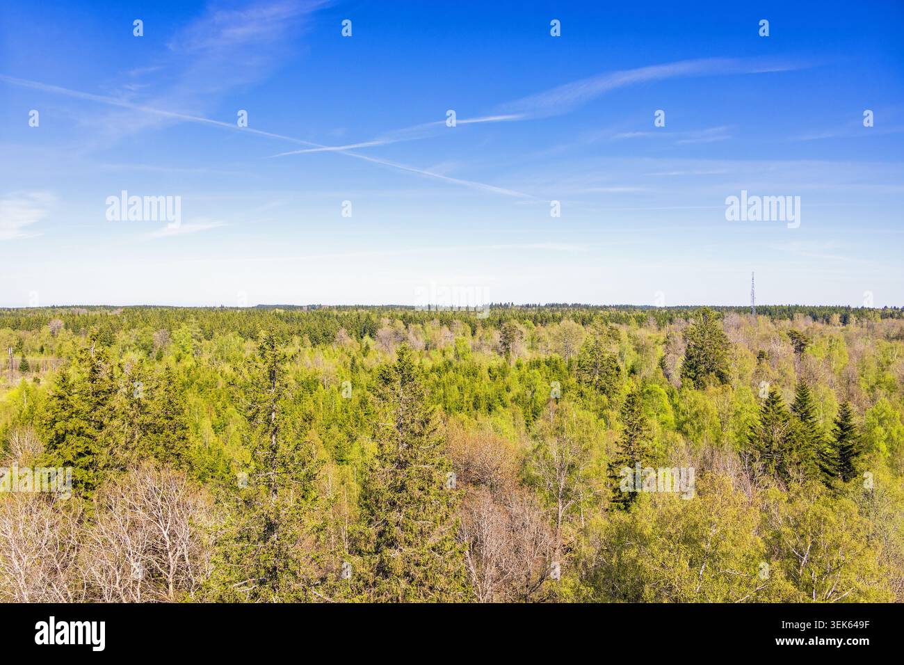Ammira le cime degli alberi in un bosco misto con lussureggianti alberi verdi in primavera Foto Stock