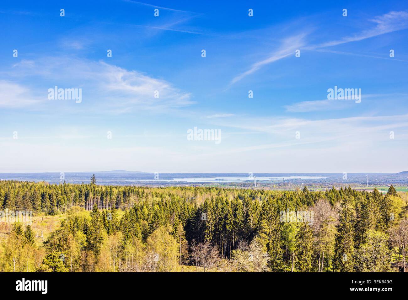 Vista aerea sopra le cime degli alberi in un bosco misto con lussureggianti alberi verdi in primavera Foto Stock