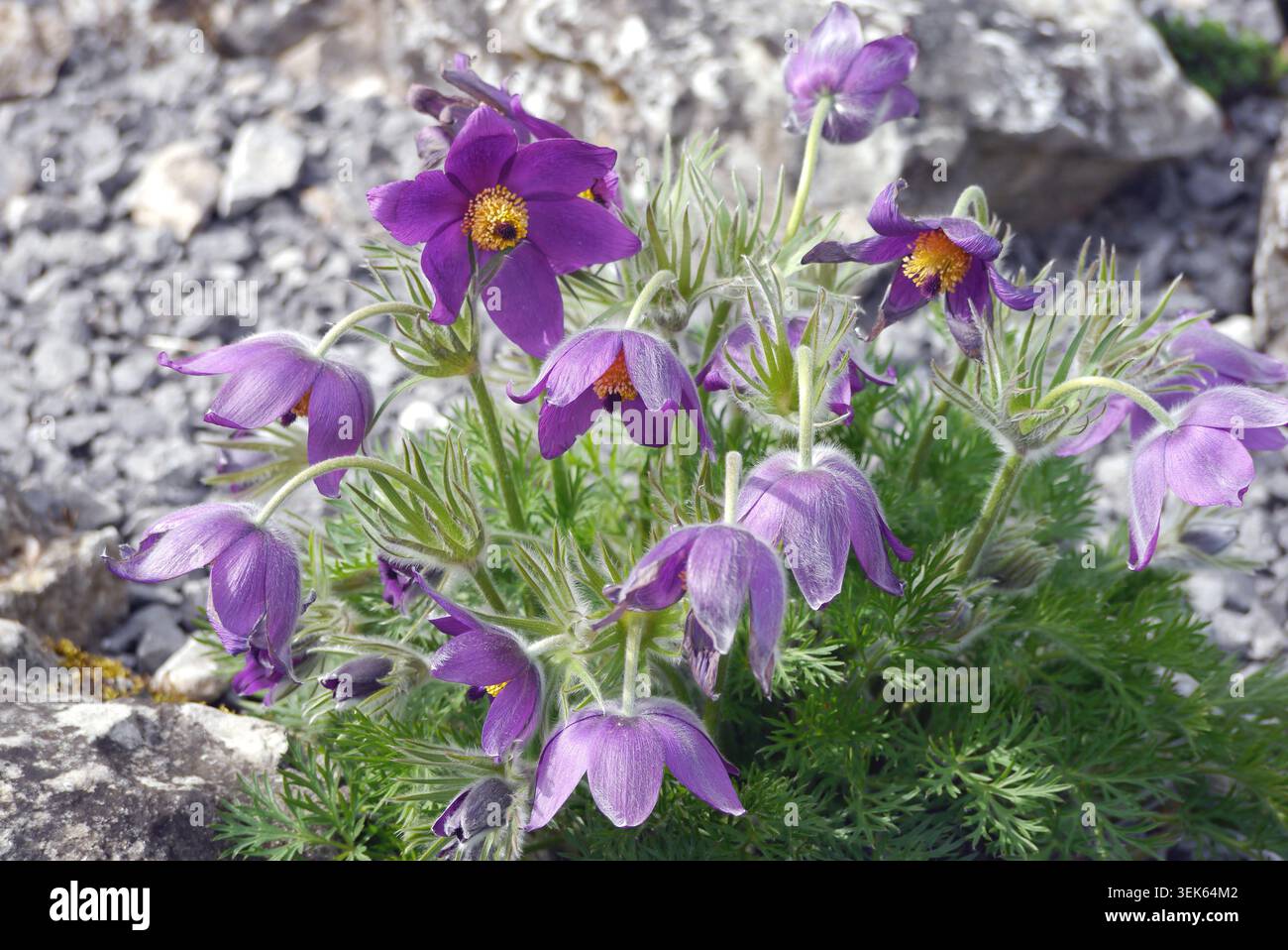 Violet/Purple Pulsatilla Vulgaris (Pasqueflower) coltivato nella Alpine House a RHS Harlow Carr, Harrogate, Yorkshire, Inghilterra, Regno Unito. Foto Stock