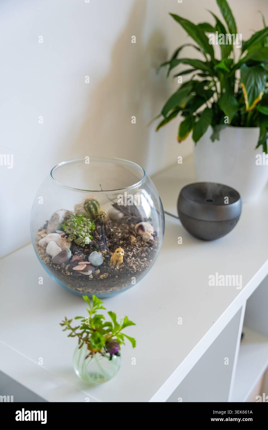 Terrario in vetro con piante grasse e piante d'appartamento su scaffalature bianche. Arredamento moderno e concetto di giardinaggio interno Foto Stock