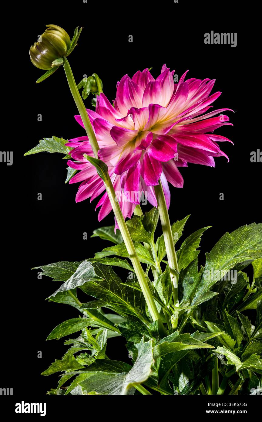 Incredibile Fiore Dahlia rosso e bianco su sfondo nero Foto Stock