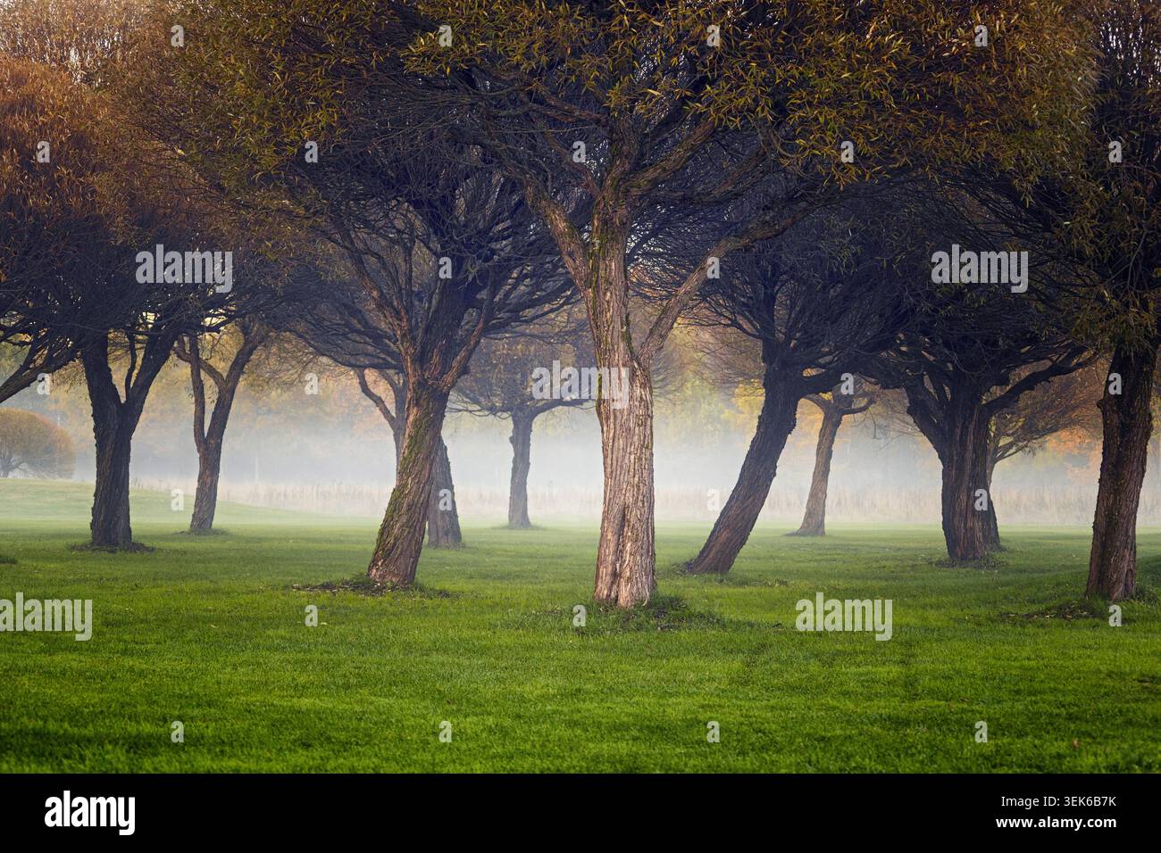 Espoo, Finlandia - 11.10.2020: Etereo paesaggio di alberi decidui avvolti dalla fitta nebbia mattutina su un lussureggiante prato verde Foto Stock