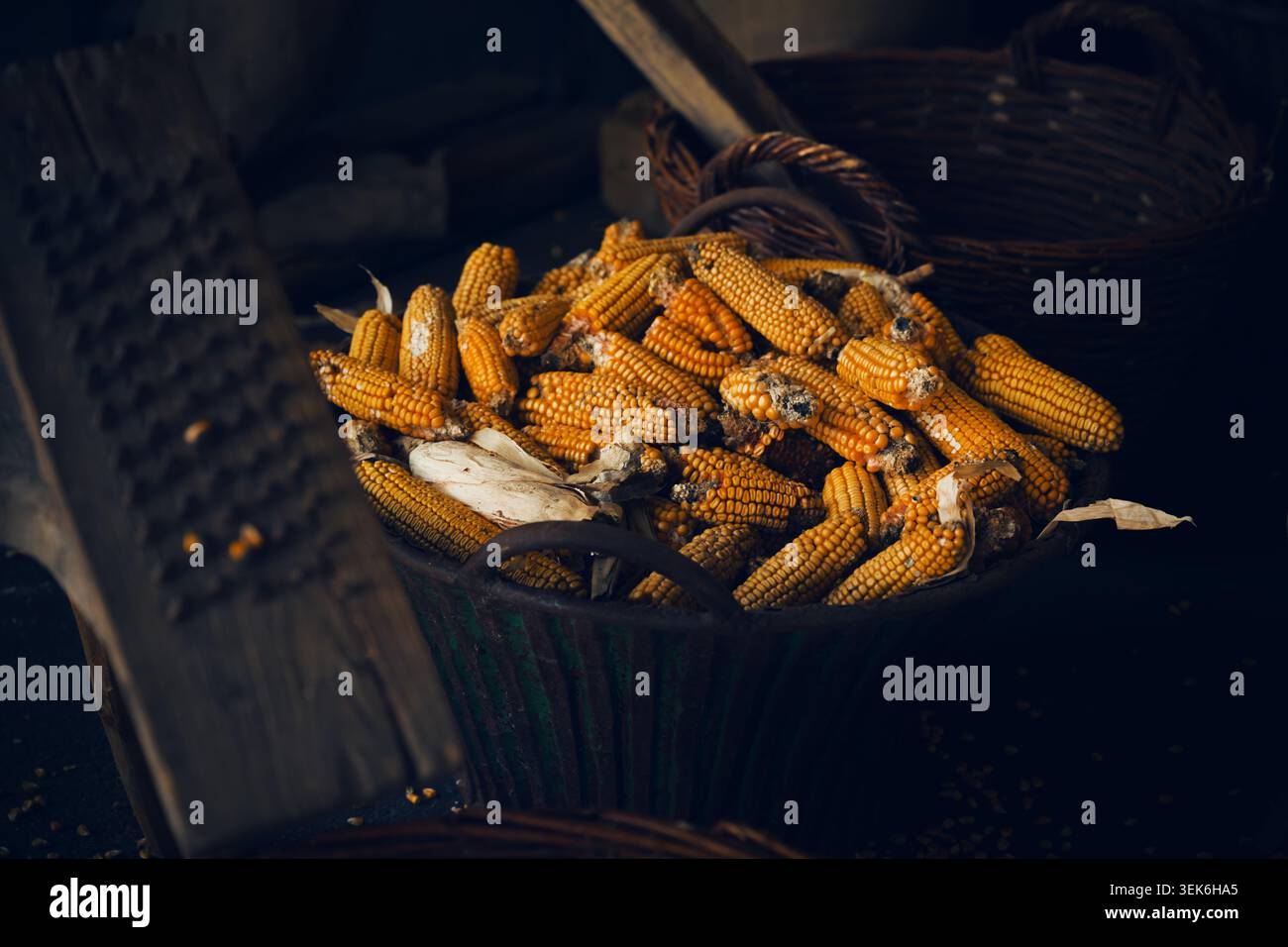 Raccolta del mais in cestello di vimini con pannocchie di mais essiccate per dispensa e arredamento dell'azienda, attenzione selettiva Foto Stock