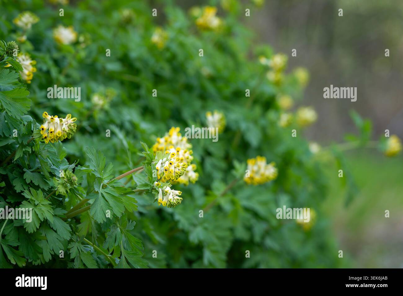 I fiori della corydalis siberiana (Corydalis nobilis) fioriscono tra un lussureggiante fogliame verde, mostrando i caratteristici fiori gialli e panna della pianta. Foto Stock