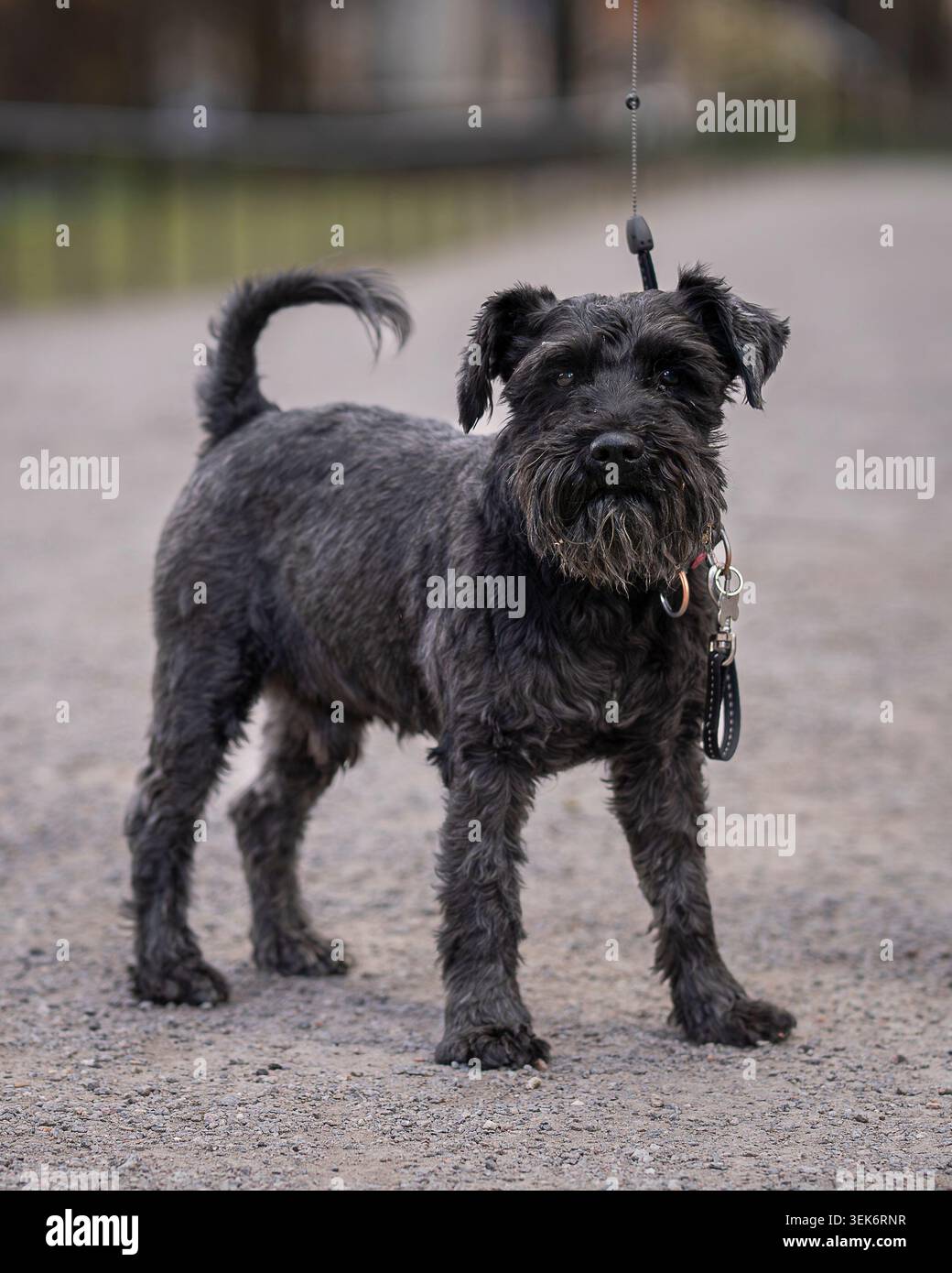 Black Schnauzer in piedi su un sentiero del parco, che mostra la sua caratteristica barba, gli occhi espressivi e la postura allerta in un ambiente naturale all'aperto. Foto Stock