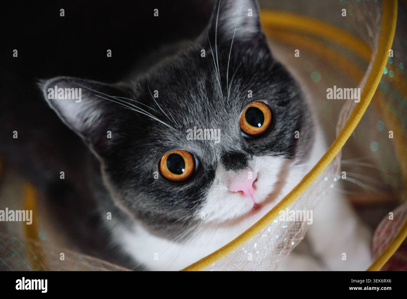 Gattino Shorthair bianco e grigio che suona nel tunel gatto con baffi Dali. Foto Stock