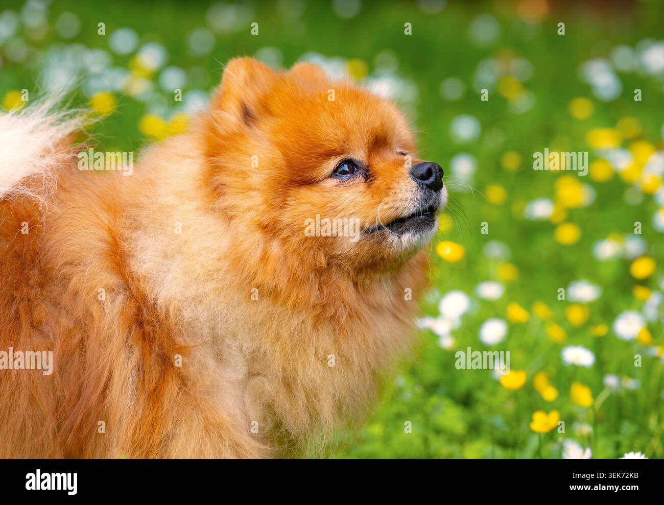 Pomerania Spitz (Pommy o Pome) una razza di cane del tipo Spitz con cremosa volpe come capelli morbidi di color marrone su un prato in fiore. Foto Stock