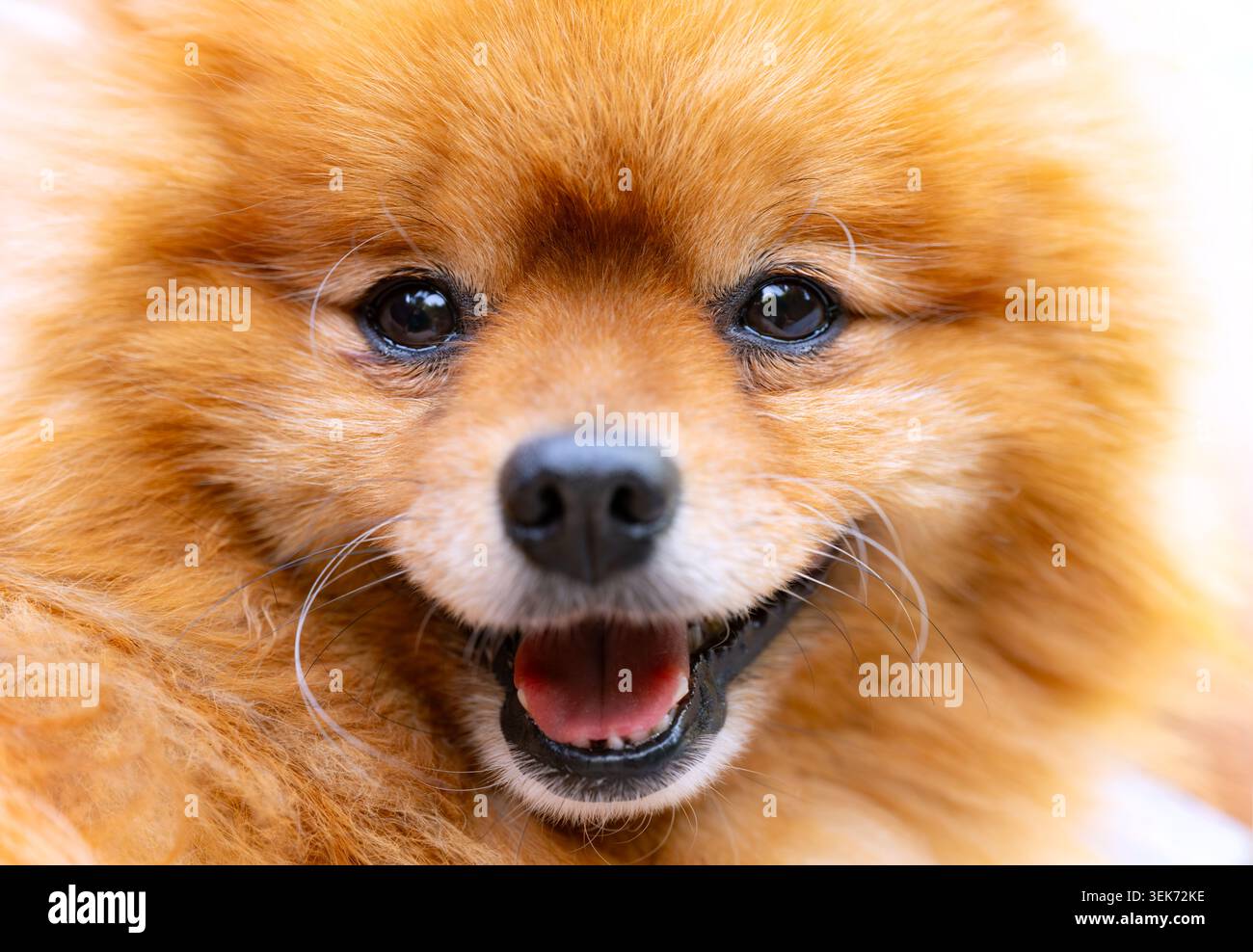 Grazioso ritratto in primo piano di uno Spitz della Pomerania (Pommy o pome) una razza di cane del tipo Spitz con cremosa volpe come capelli morbidi color marrone. Foto Stock
