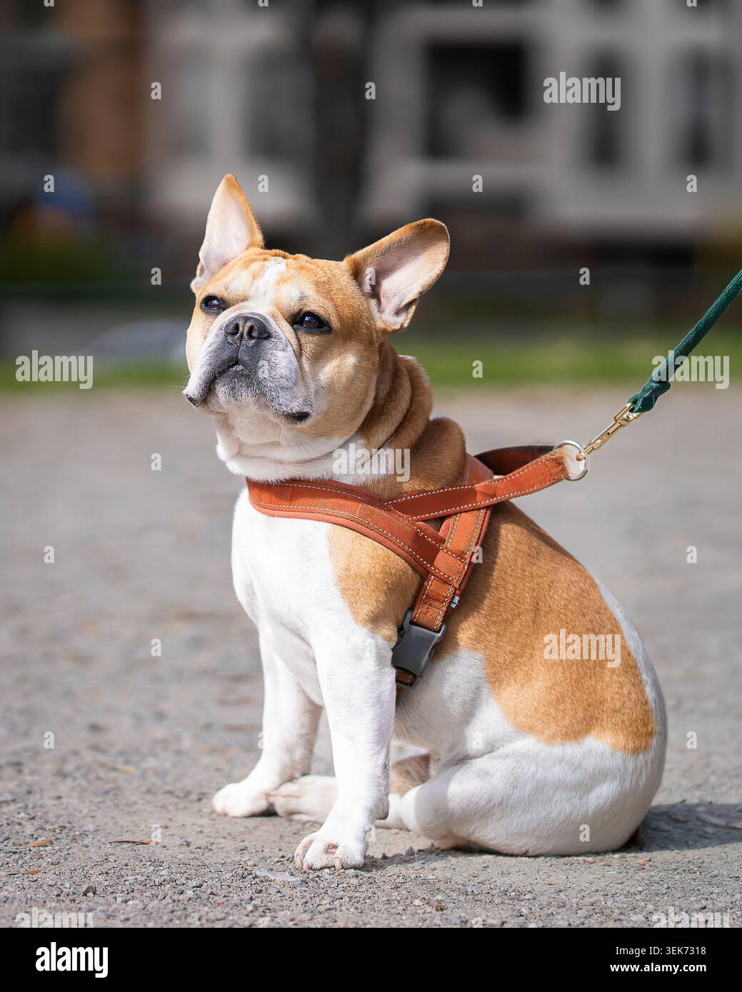 Bulldog francese seduto al guinzaglio nel parco di Stoccolma, godendosi una giornata di sole all'aperto con un'espressione attenta e sicura. Foto Stock