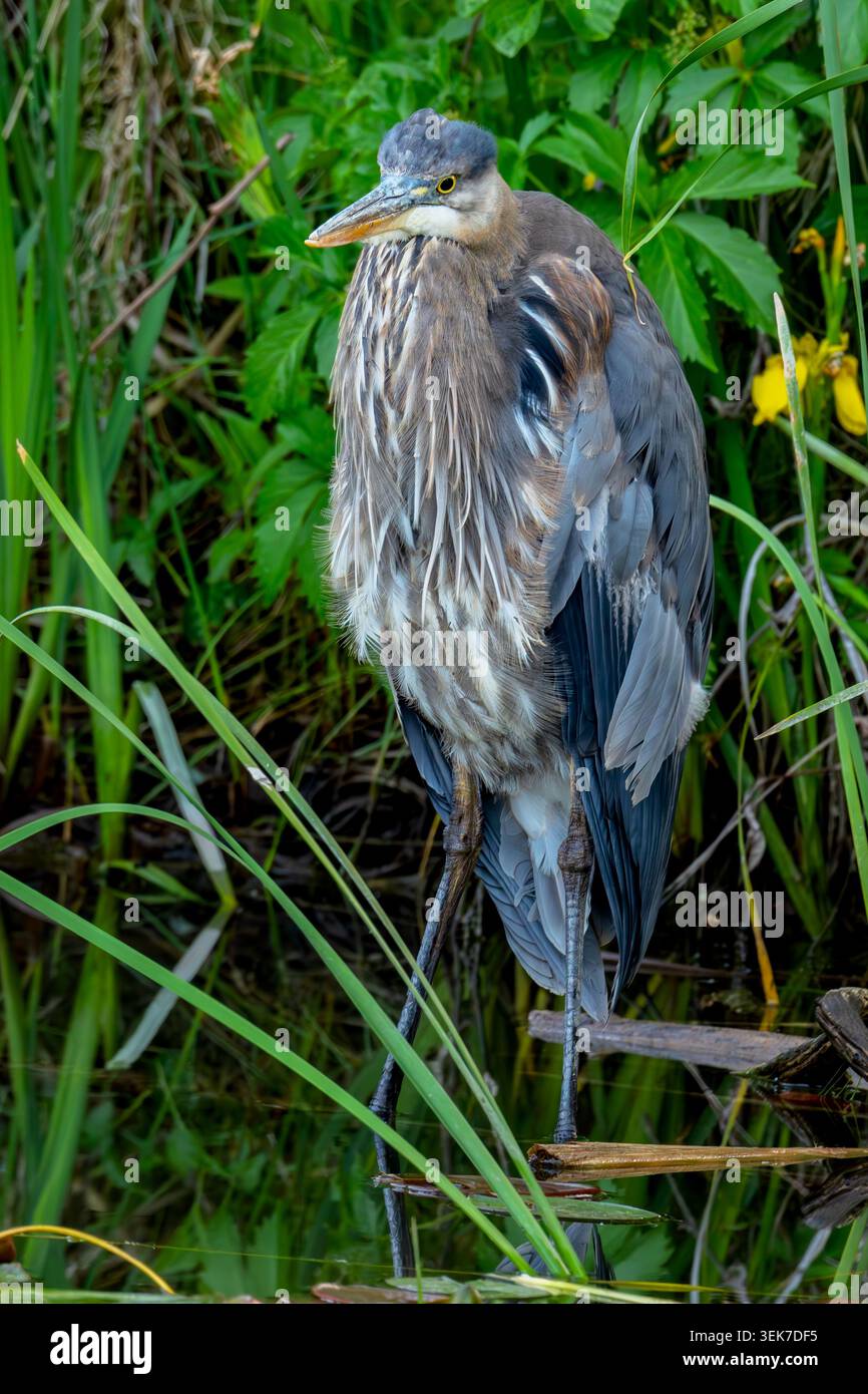 Great Blue Heron in una zona umida con dettagli in piuma Foto Stock