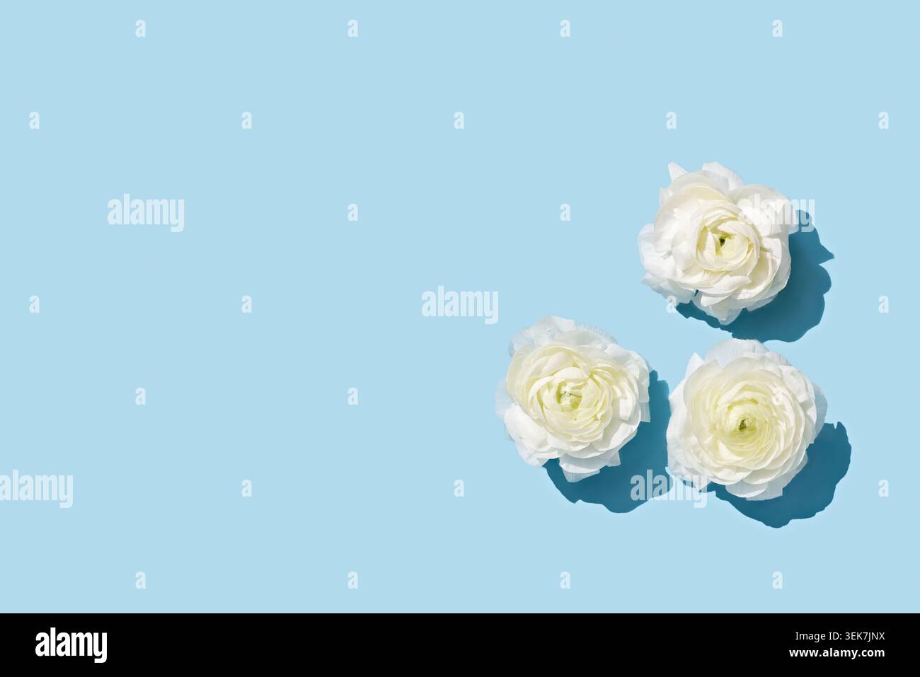 Eleganti fiori bianchi su sfondo blu morbido: Composizione floreale minimalista per un design moderno Foto Stock