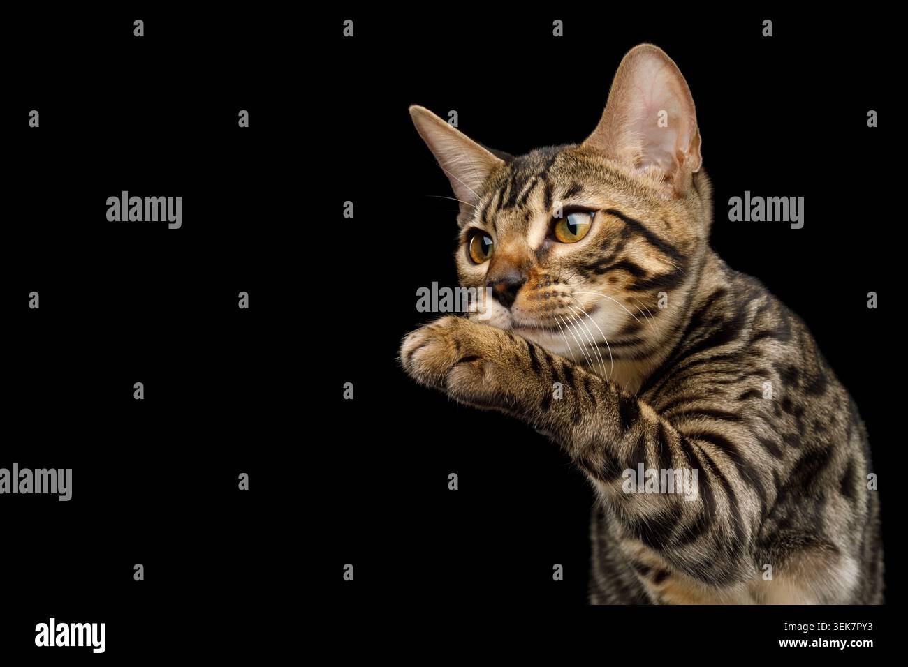 Primo piano giocosa gattino del Bengala Touch zampa su sfondo nero isolato Foto Stock