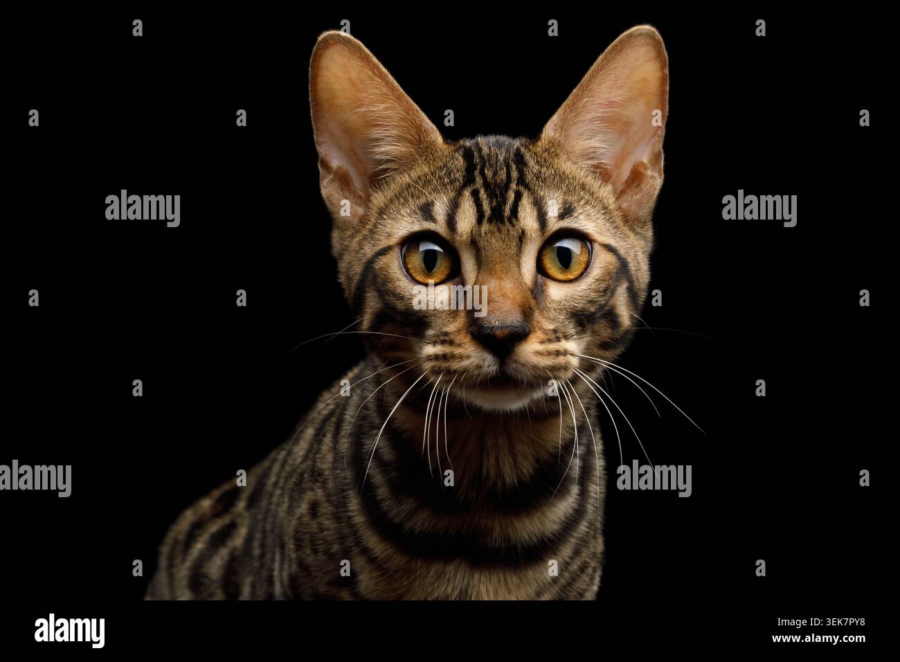 Ritratto del gattino del Bengala in vista frontale su sfondo nero isolato Foto Stock
