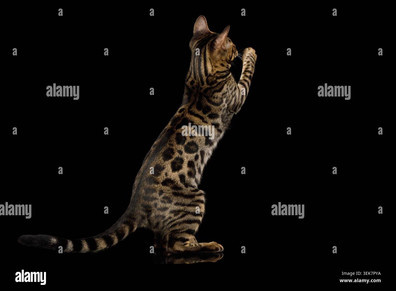 Divertente caccia al gattino del Bengala su sfondo nero isolato, allungato Foto Stock