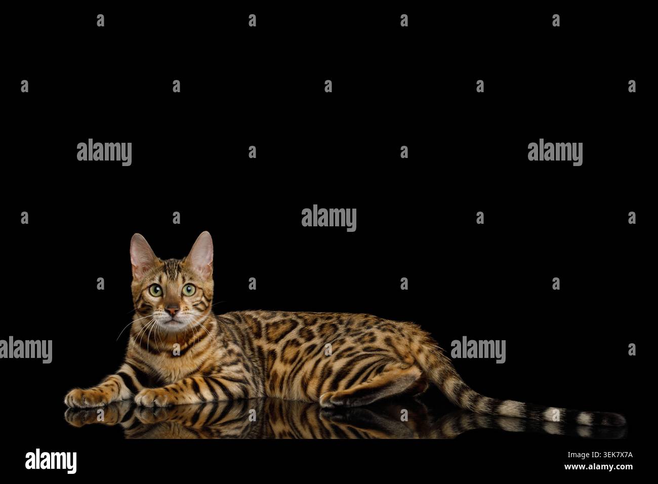 Adorabile gatto Bengala Sdraiato su sfondo nero Isolato, vista laterale Foto Stock