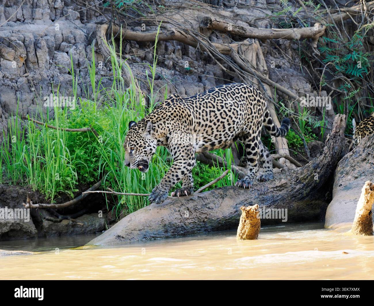 Jaguar Cat (Panthera onca) camminando lungo il ramo degli alberi caduti lungo la riva del fiume, mostrando artigli, Pantanal, Brasile, ottobre Foto Stock