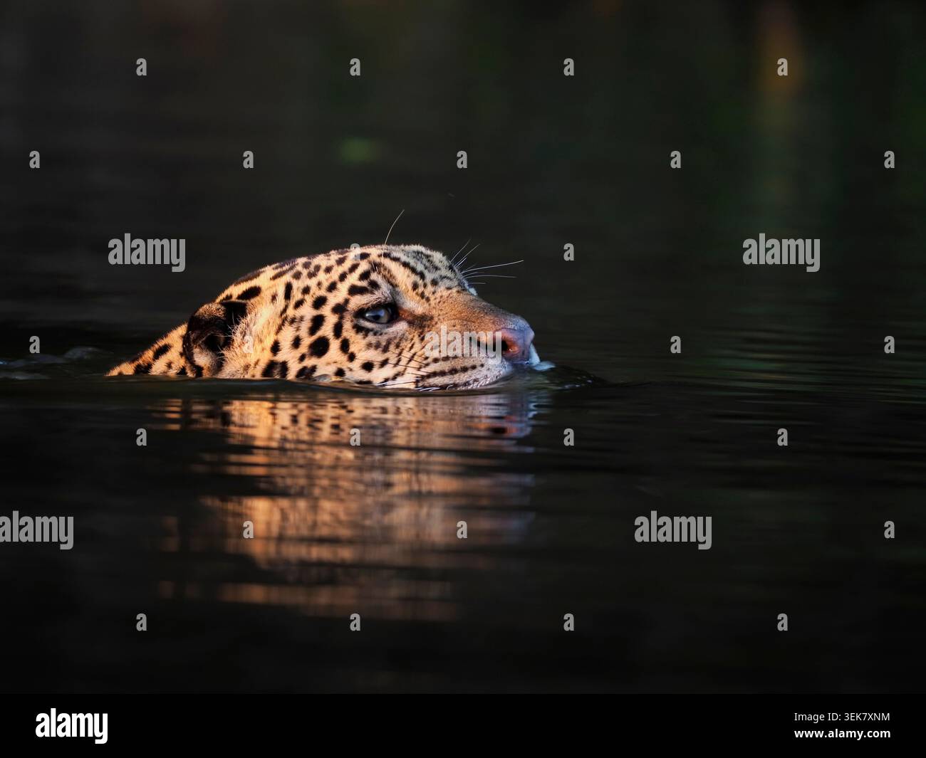 Jaguar (Panthera onca) nuota con la testa sopra l'acqua, il corpo sommerso, Pantanal, Brasile, ottobre Foto Stock