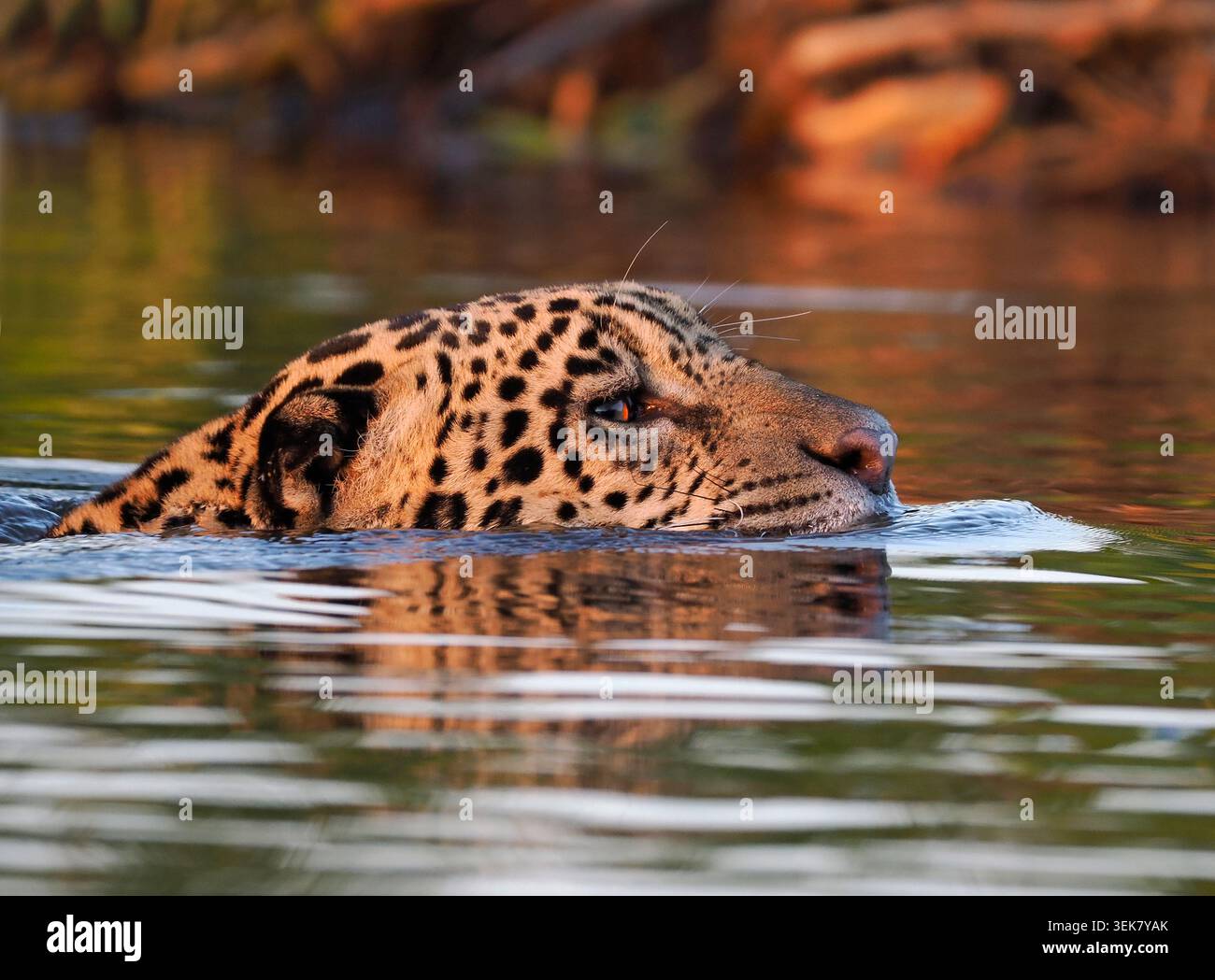 Jaguar (Panthera onca) nuota con la testa sopra l'acqua, il corpo sommerso, Pantanal, Brasile, ottobre Foto Stock