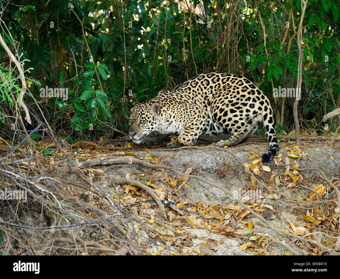 Jaguar Cat (Panthera onca) accovacciata a terra, preparandosi a picchiare, Pantanal, Brasile, ottobre Foto Stock